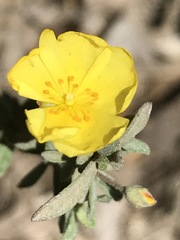 Crocanthemum glomeratum