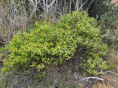 Veronica ligustrifolia