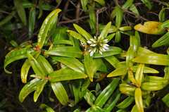 Veronica ligustrifolia