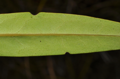 Veronica ligustrifolia