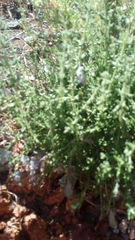 Prostanthera chlorantha
