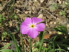 Phlox roemeriana