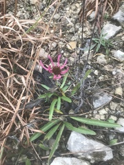 Echinacea tennesseensis