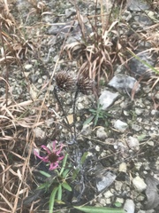 Echinacea tennesseensis