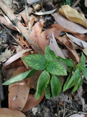 Ocimum basilicum