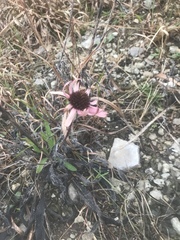 Echinacea tennesseensis