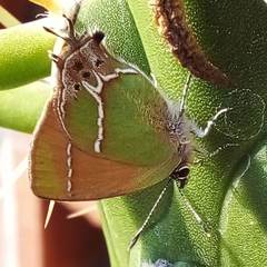 Callophrys xami xami