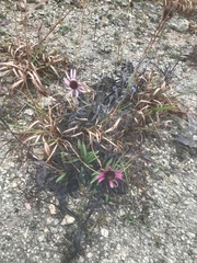 Echinacea tennesseensis