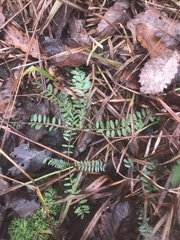 Astragalus tennesseensis