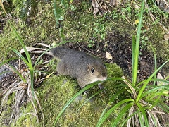 Sundasciurus everetti