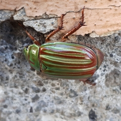 Chrysina
