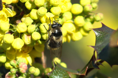 Criorhina nigripes