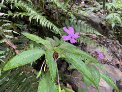 Impatiens kinabaluensis