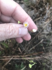 Erigeron allisonii