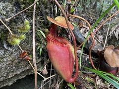 Nepenthes villosa