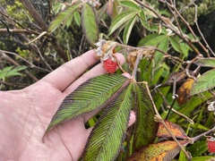 Rubus lineatus