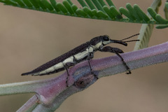 Rhinotia phoenicoptera