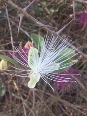 Capparis zeylanica