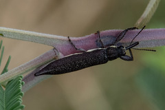 Rhinotia phoenicoptera