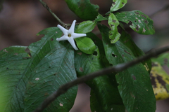 Atractocarpus chartaceus
