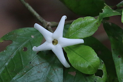 Atractocarpus chartaceus