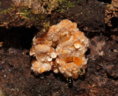 Rigidoporus laetus