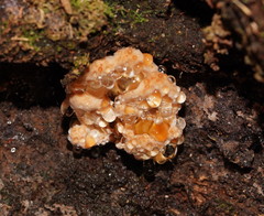 Rigidoporus laetus
