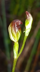 Pterostylis furva