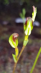 Pterostylis furva
