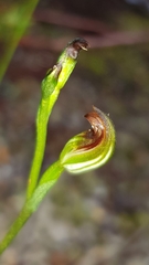Pterostylis furva