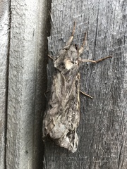 Abantiades argentata
