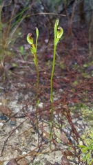 Pterostylis furva