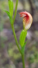 Pterostylis furva