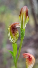 Pterostylis furva