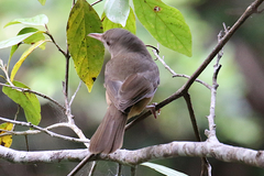 Colluricincla rufogaster rufogaster