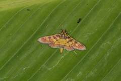 Ategumia dilecticolor