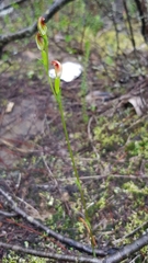 Pterostylis furva
