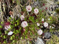 Trachymene saniculifolia