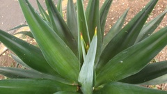Agave desmettiana