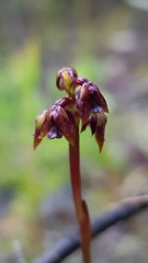 Genoplesium woollsii