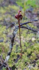 Genoplesium woollsii