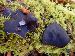 Pseudoplectania