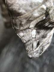 Abantiades argentata