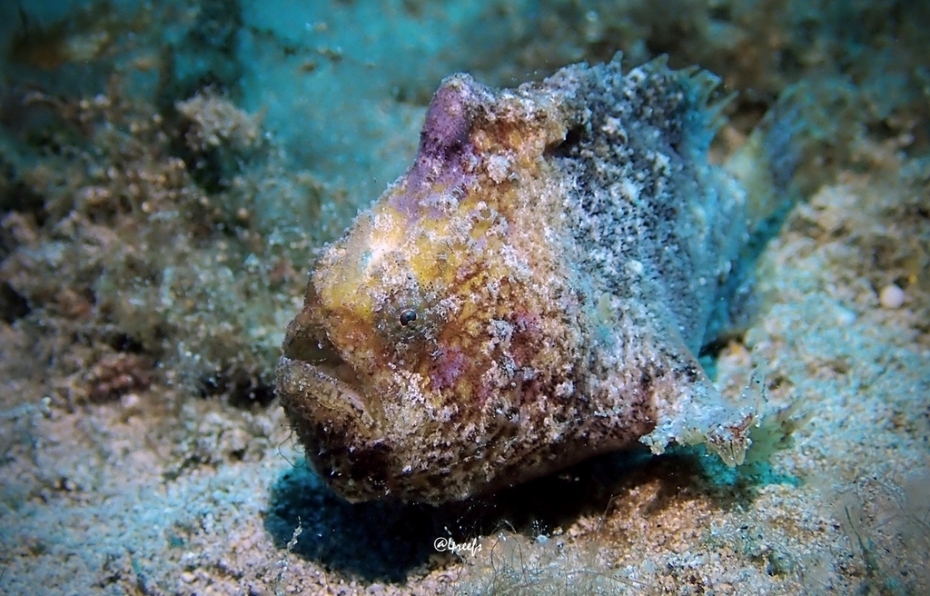 Tuberculated Frogfish