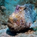Tuberculate Anglerfish - Photo (c) D. Torres-Pulliza, some rights reserved (CC BY-NC), uploaded by D. Torres-Pulliza