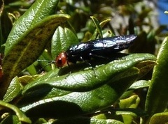 Acantholyda erythrocephala