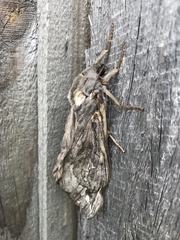 Abantiades argentata