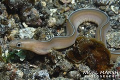 Gymnothorax albimarginatus