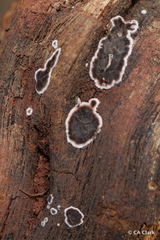 Peniophora malenconii