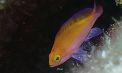 Nemanthias bicolor